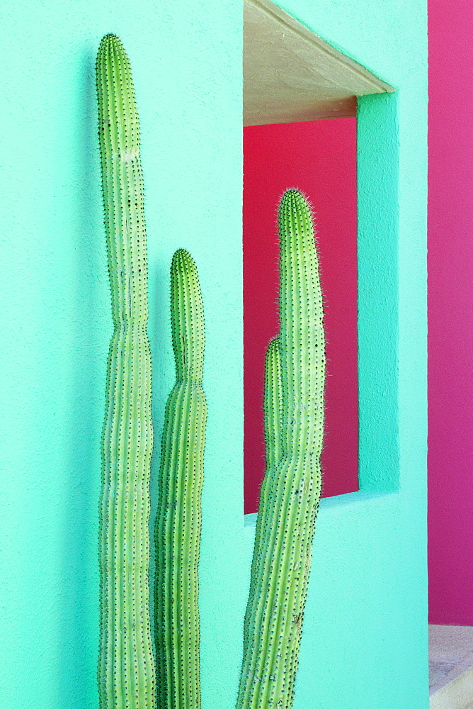 Cacti Plants Next to a Colorful Wall, San Jose Los Cabos, Baja California, Mexico