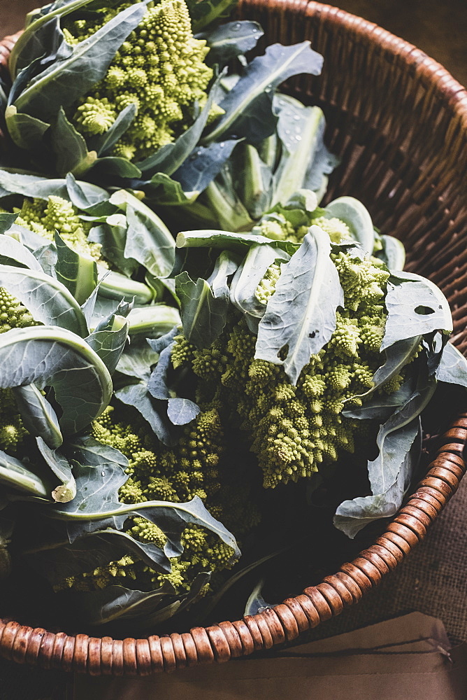 High angle close up of freshly harvested green Romanesco cauliflowers in wicker basket, Oxfordshire, England