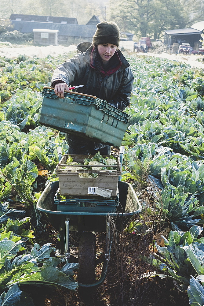 Woman standing in field, carrying plastic crate, harvesting cauliflowers, Oxfordshire, England