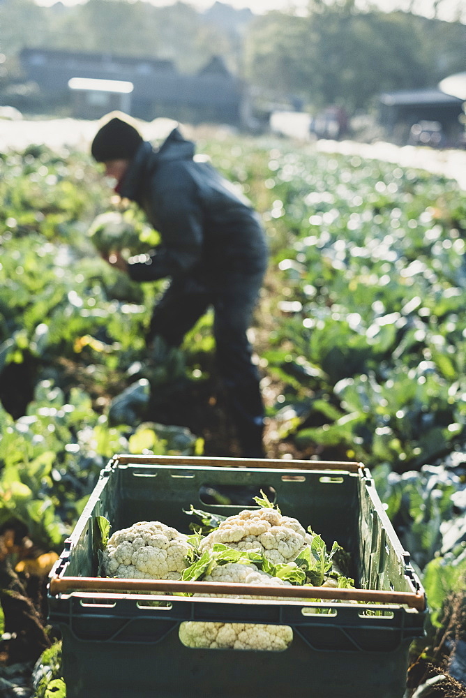 Woman standing in field, harvesting cauliflowers, Oxfordshire, England