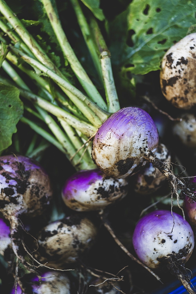 High angle close up of bunch of freshly harvested turnips, Oxfordshire, England