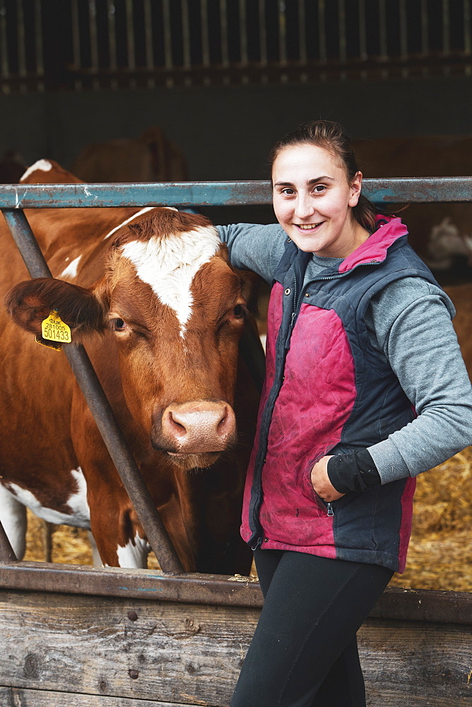 Young woman standing next to Guernsey cow on a farm, Oxfordshire, England