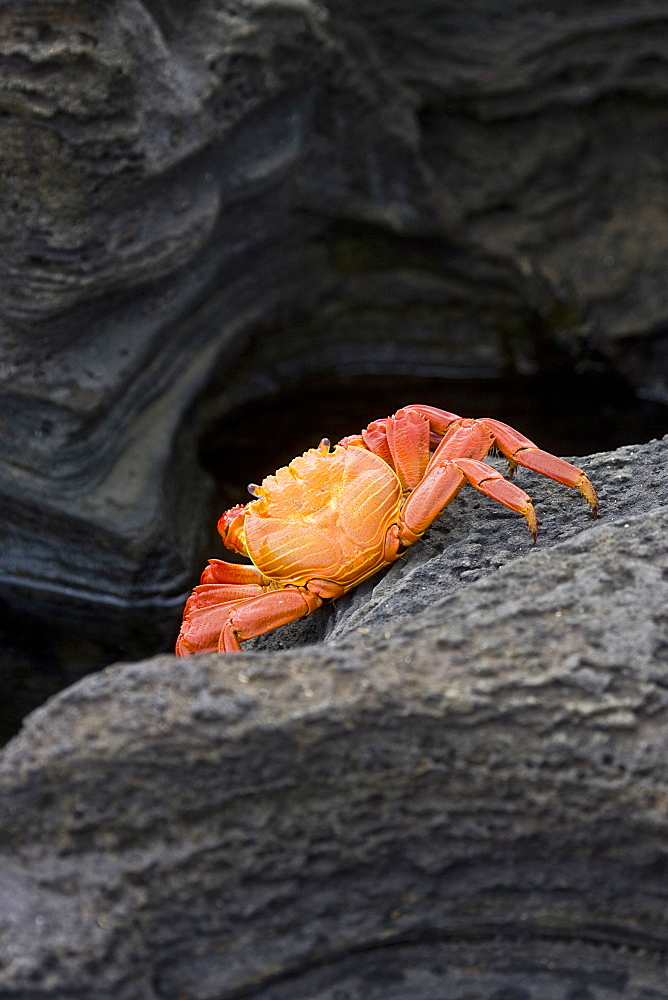 Close up of crab on rock formation