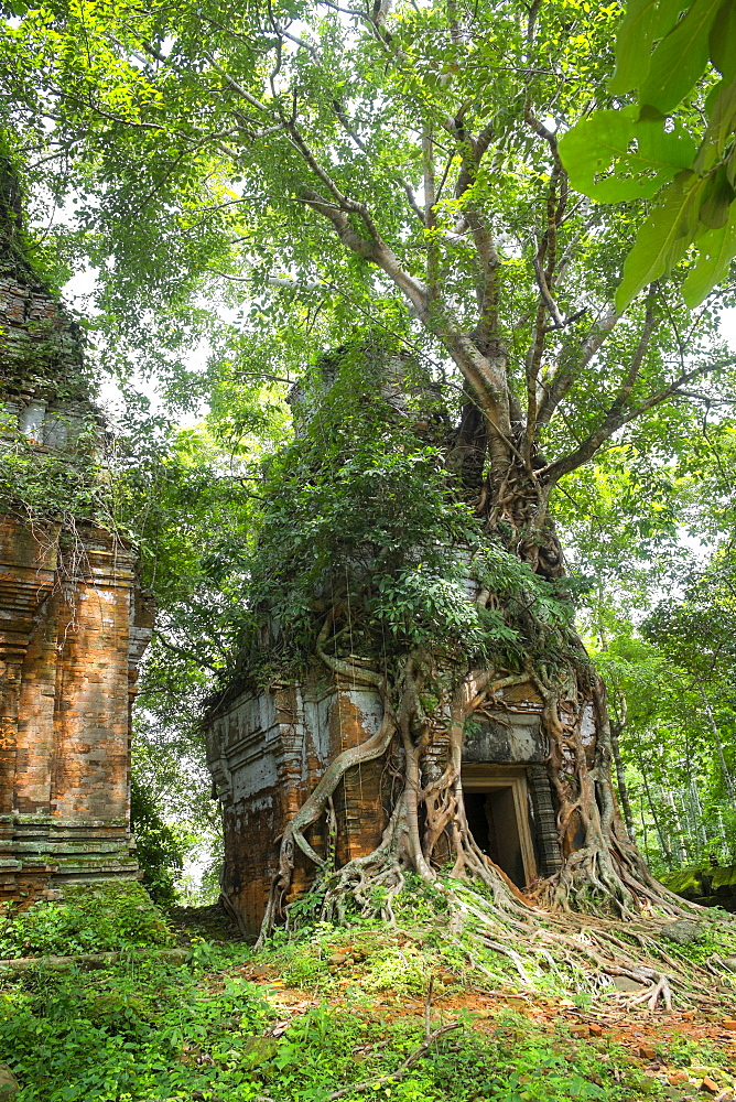 Tree roots growing on Prasat Pram Temple, Koh Ker, Preah Vihear, Cambodia