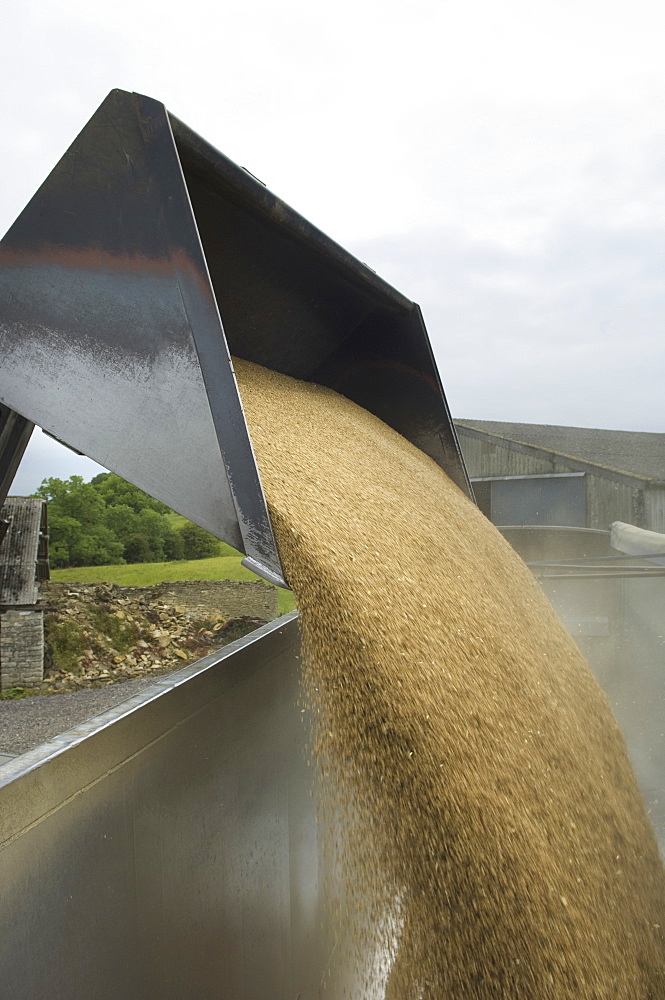 Grain harvest being poured into a trailer, Gloucestershire, England