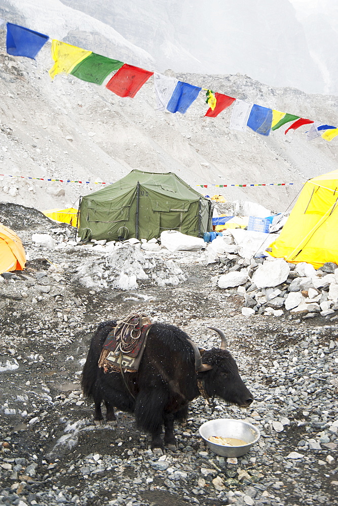 Yak eating from bowl at base camp, Everest, Khumbu region, Nepal, Everest, Khumbu region, Nepal