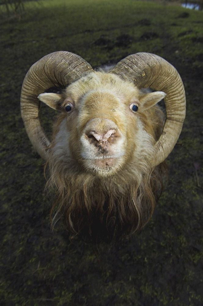 A ram with curved horns on a farm, Gloucestershire, England