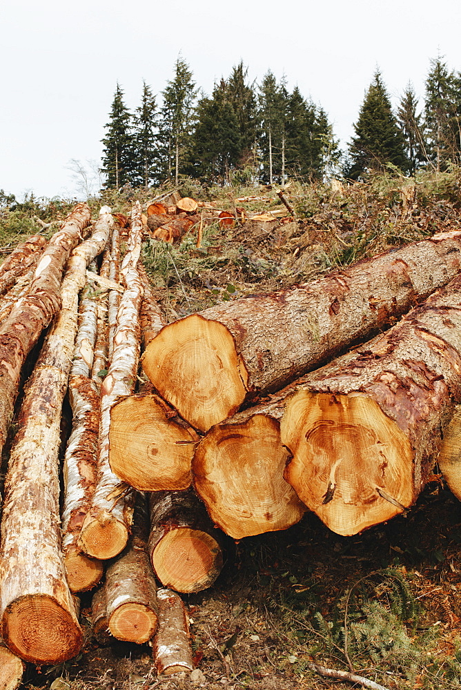 Stacked logs, freshly logged spruce, hemlock and fir trees, Pacific County, Washington, United States