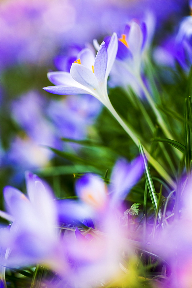 Close up of pale purple crocuses with bright yellow stamens and green grass-like leaves, Oxfordshire, England