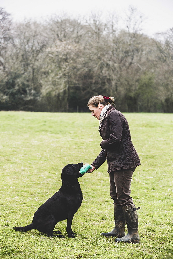 Woman standing outdoors in a field giving a green toy to Black Labrador dog, Oxfordshire, England