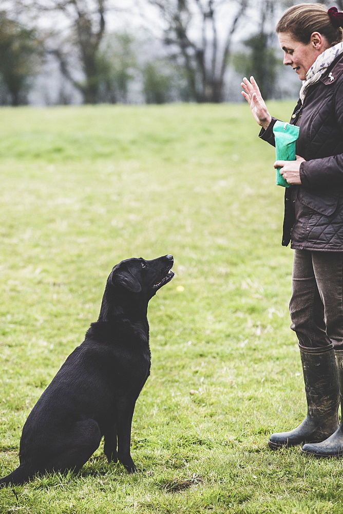 Woman standing outdoors in a field, a dog trainer giving hand command to Black Labrador dog, Oxfordshire, England