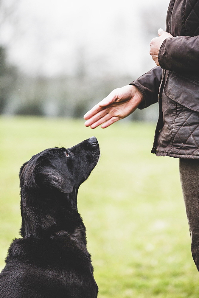 Close up of a dog trainer giving a hand command to Black Labrador dog, Oxfordshire, England