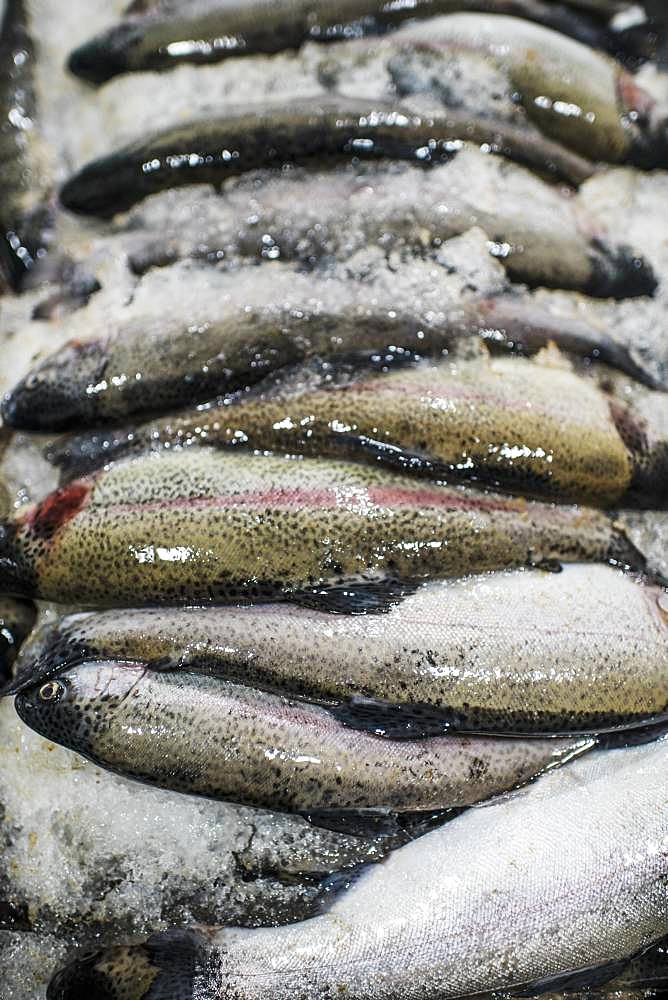 Fresh caught fish for sale on a fish market stall