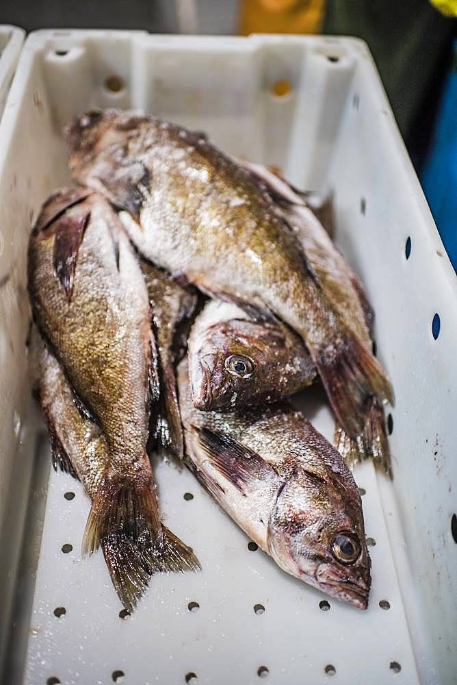 Fresh fish in a fish market stall