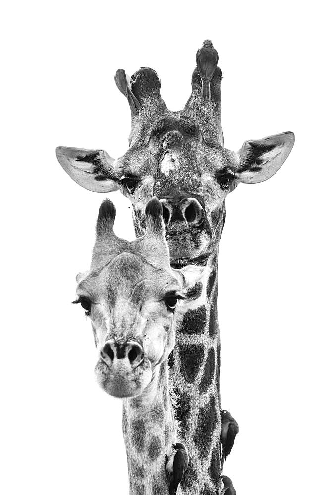 A male and female southern African giraffe's heads, Giraffa camelopardalis giraffa, and two birds, Red-billed oxpeckers, Buphagus erythrorhynchus, perched on the animals' skin, Londolozi Game Reserve, Kruger National Park, Sabi Sands, South Africa