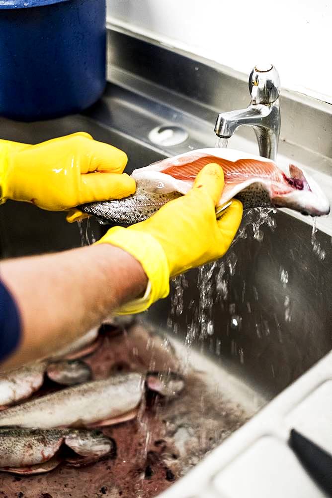 Close up of person wearing yellow rubber gloves cleaning fresh trout in a metal sink