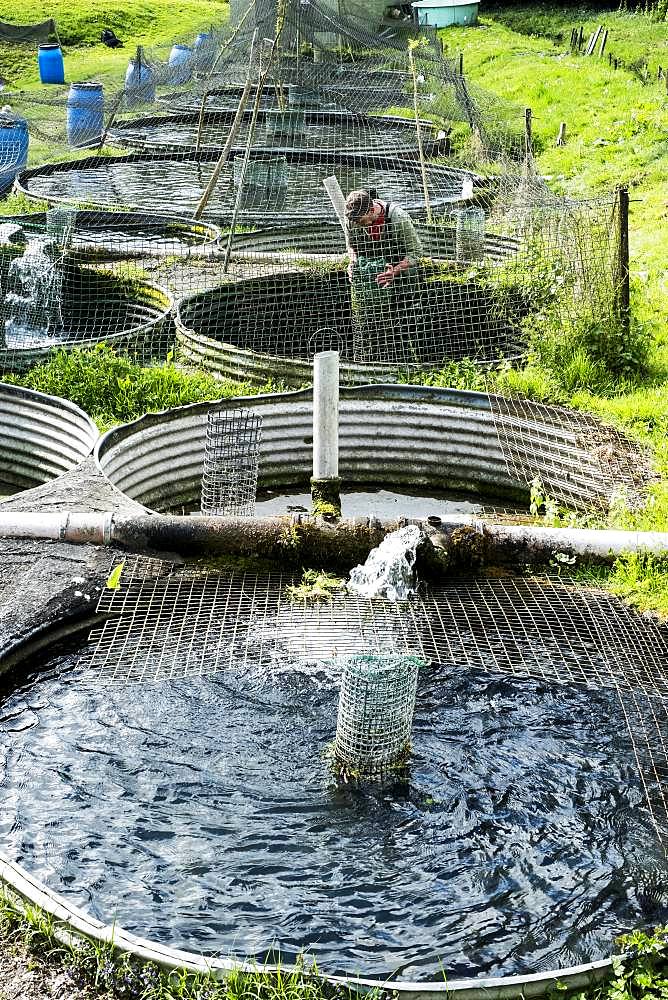 High angle view of man wearing waders working at a water tank at a fish farm raising trout