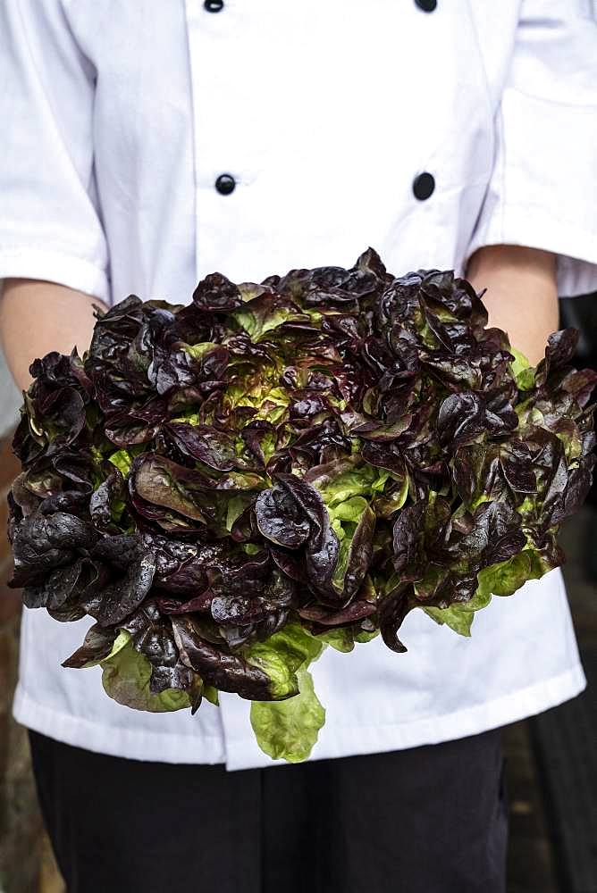 Close up of chef holding a bunch of green and purple lettuce