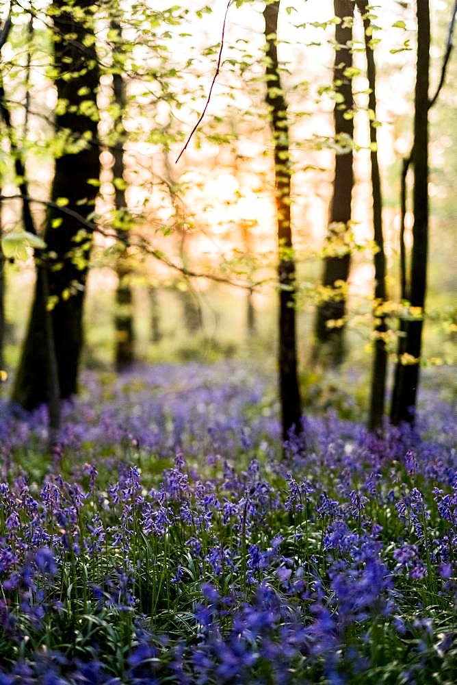 Carpet of bluebells in a forest in spring