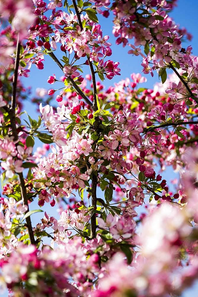Close up of fruit tree branches with an abundance of pink and white blossoms