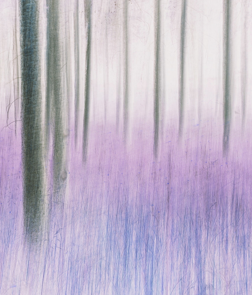 Blurred motion abstract of lodgepole pine forest and meadow