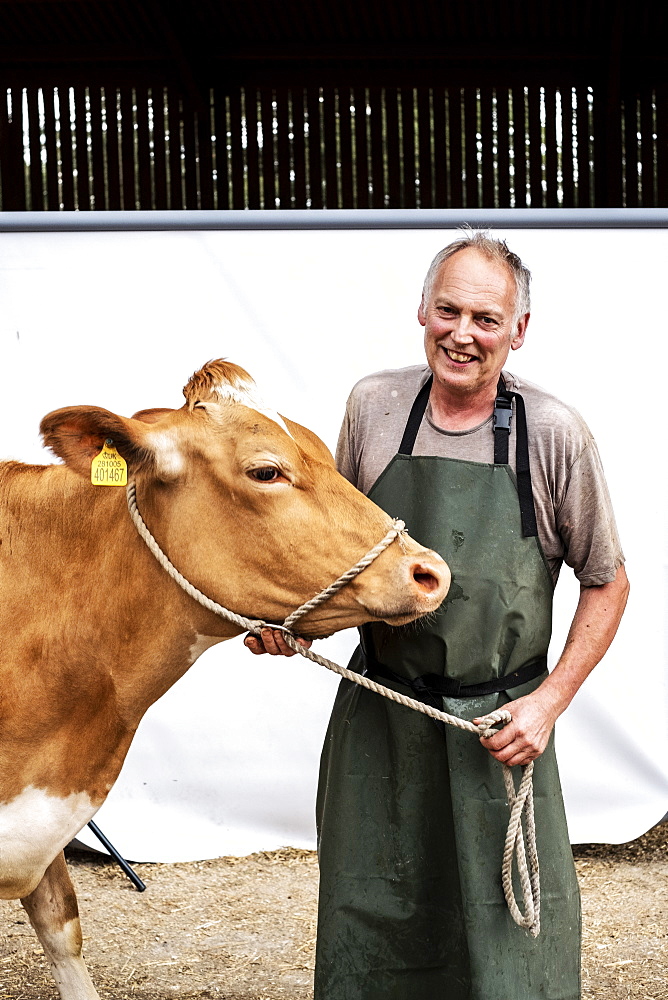 Portrait of male farmer wearing green apron smiling at camera with a Guernsey cow