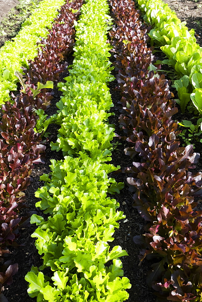 High angle close up of rows of different varieties of green and red lettuce