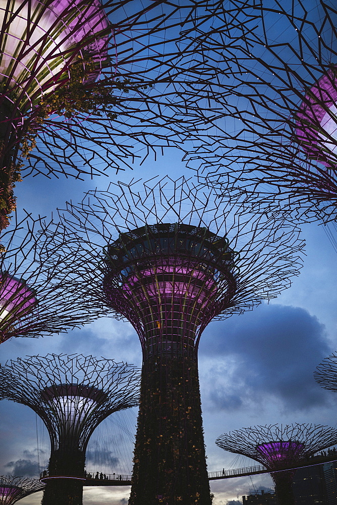 Low angle view of futuristic Supertree Grove at Gardens by the Bay in Singapore in the evening, Singapore