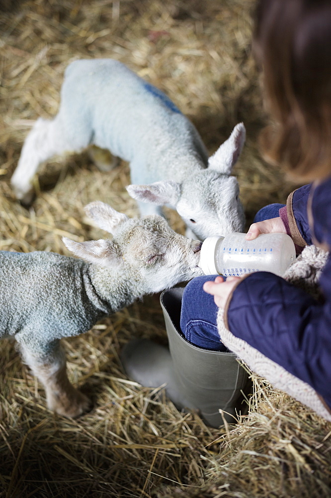 A girl bottle feeding a small hungry lamb, Wimborne, Dorset, England