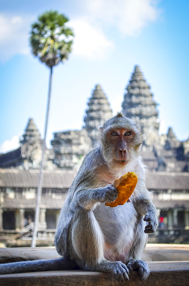 Ankor Wat, a 12th century historic Khmer temple and UNESCO world heritage site. Monkey sitting on a balustrade eating fruit, Angkor Wat, Cambodia