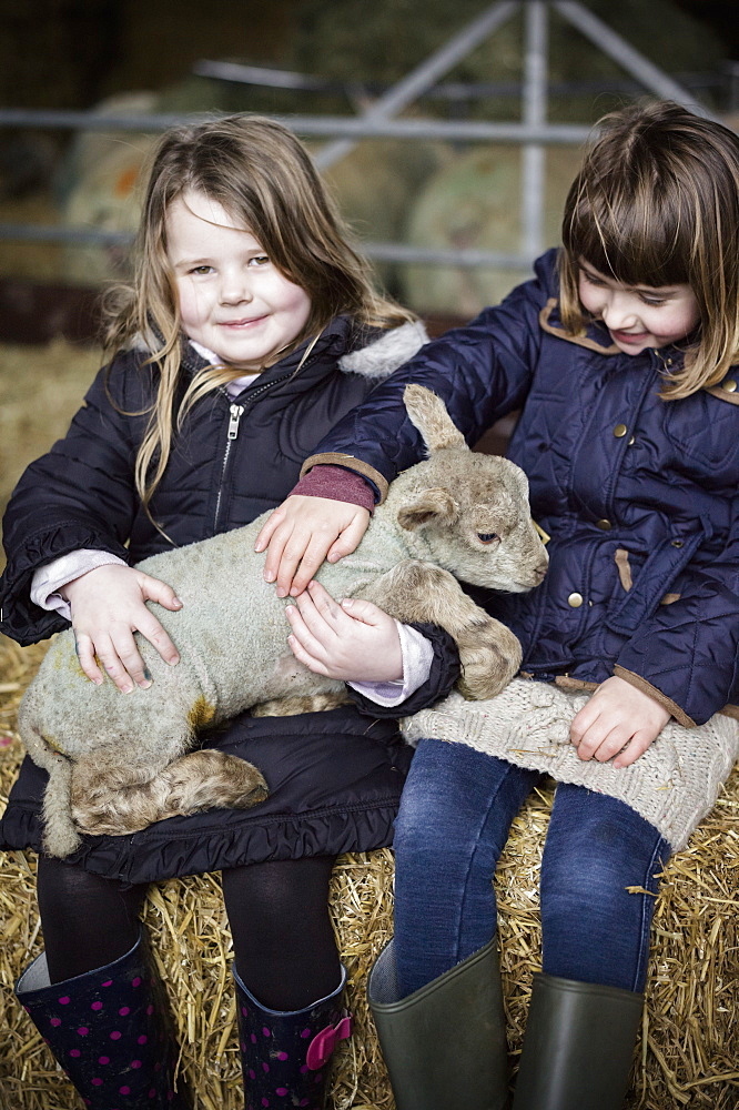 Children and new-born lambs in a lambing shed, Wimborne, Dorset, England