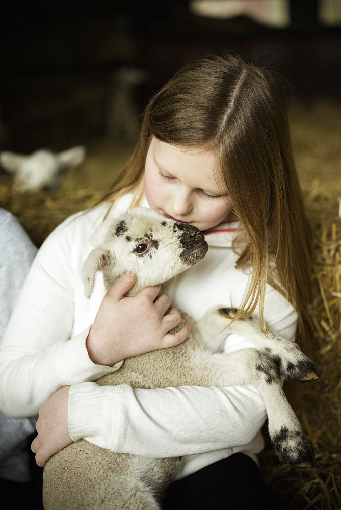 A girl holding a small new-born lamb, Wimborne, Dorset, England