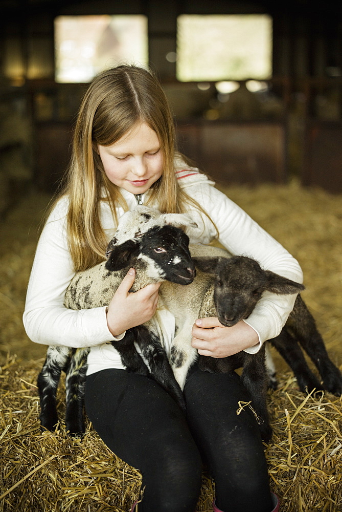 A girl holding two small lambs, Wimborne, Dorset, England