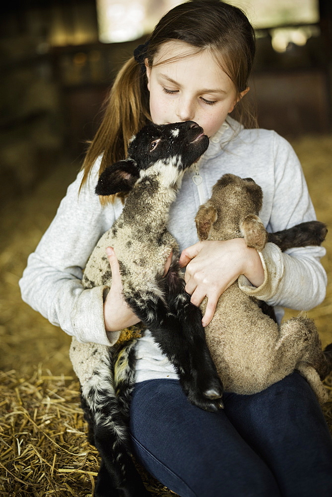 A girl holding two small lambs, Wimborne, Dorset, England