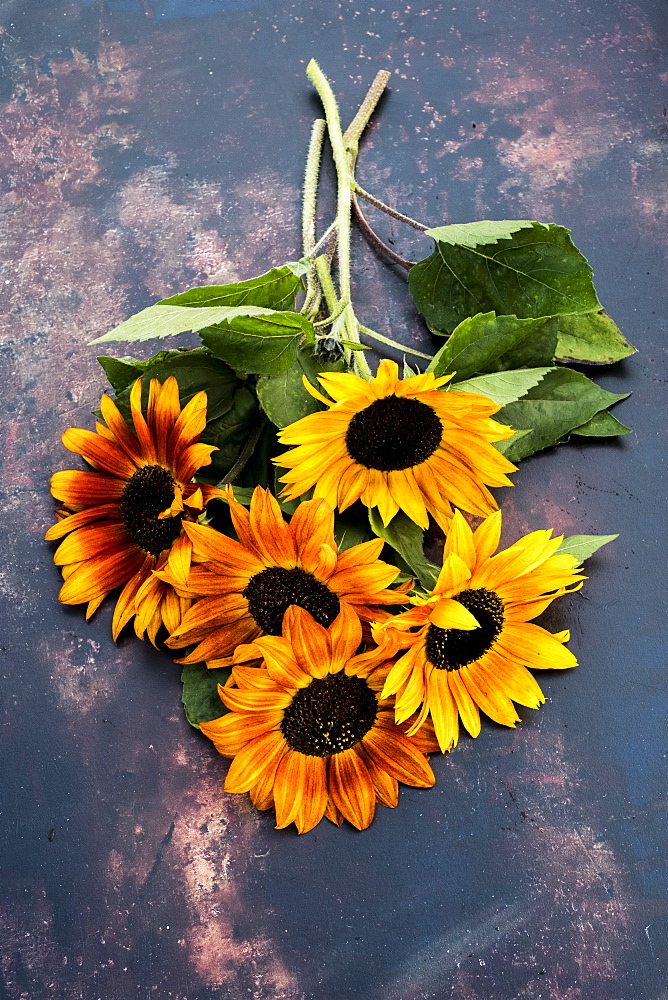 High angle close up of a bunch of freshly picked sunflowers on grey background, Oxfordshire, United Kingdom