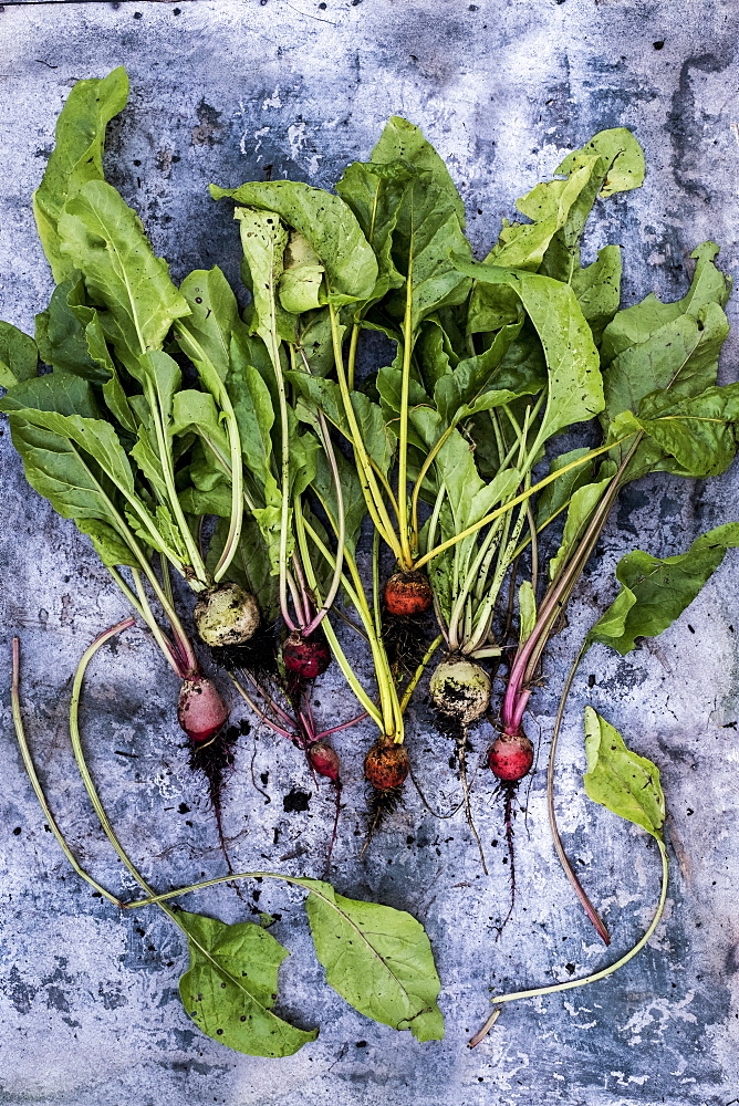 High angle close up of a bunch of freshly picked turnips on grey background, Oxfordshire, United Kingdom