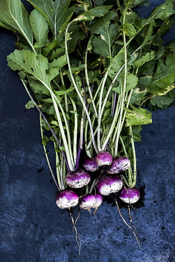 High angle close up of a bunch of freshly picked pink turnips on grey background, Oxfordshire, United Kingdom