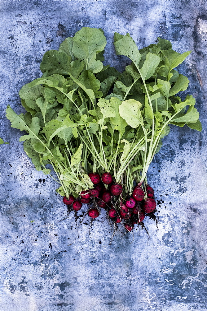 High angle close up of a bunch of freshly picked red radishes on grey background, Oxfordshire, United Kingdom