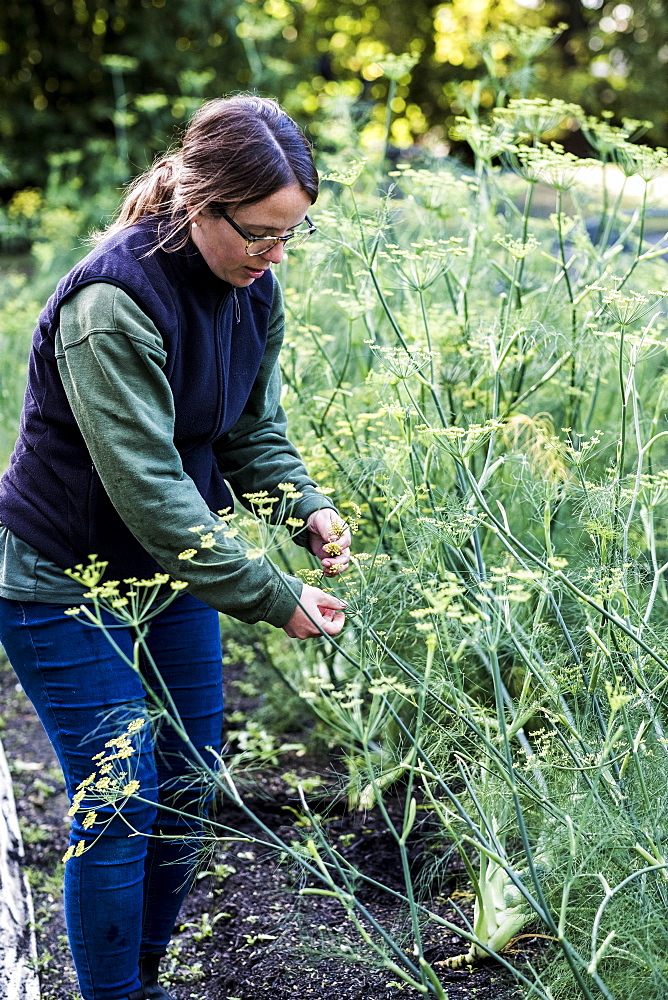 Female gardener standing in a vegetable bed in a garden, inspecting dill plants, Oxfordshire, United Kingdom