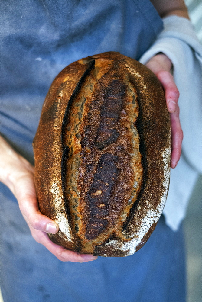 High angle close up of person holding freshly baked loaf of bread in an artisan bakery.