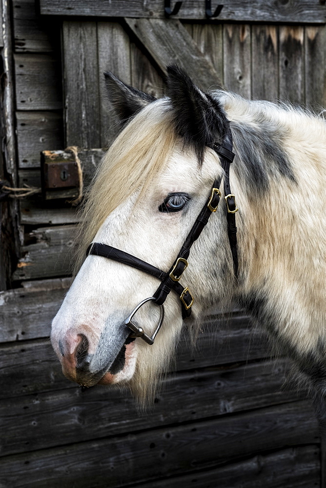 Close up of white Cob horse standing outside stable, Berkshire, United Kingdom