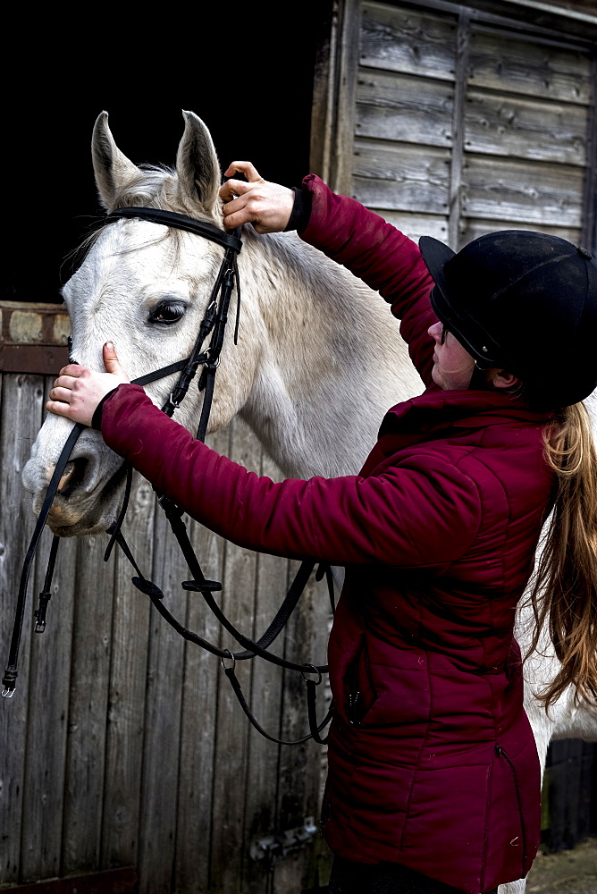 Young woman standing outside stable, putting bridle on white Cob horse, Berkshire, United Kingdom