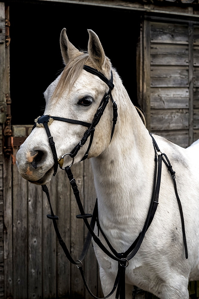 White Cob horse standing outside stable, Berkshire, United Kingdom