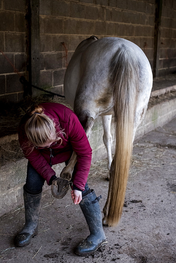 Young woman standing outside stable, cleaning hoof of white horse, Berkshire, United Kingdom