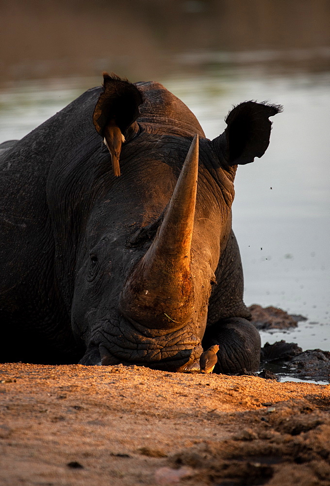 A white rhino, Ceratotherium simum, lies down in a waterhole, resting head on ground, sunset light, Londolozi Game Reserve, Sabi Sands, South Africa