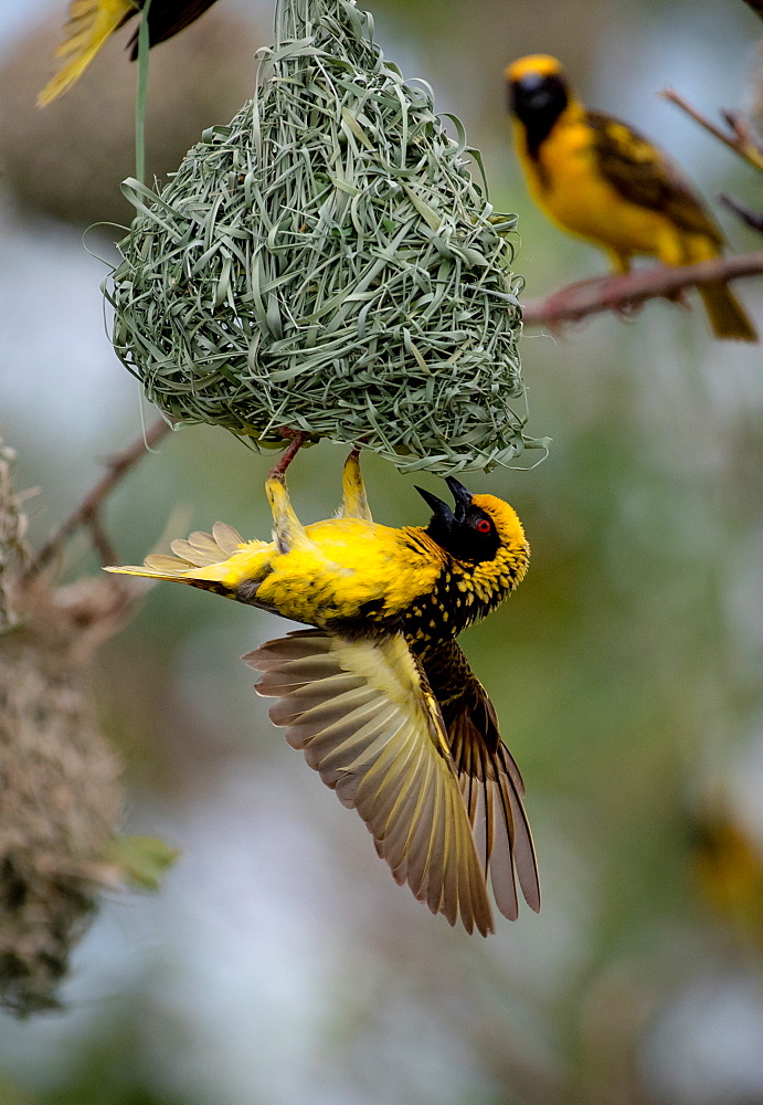 A village weaver bird, Ploceus cucullatus, hangs upside down on its nest, wings spread, Londolozi Game Reserve, Sabi Sands, South Africa