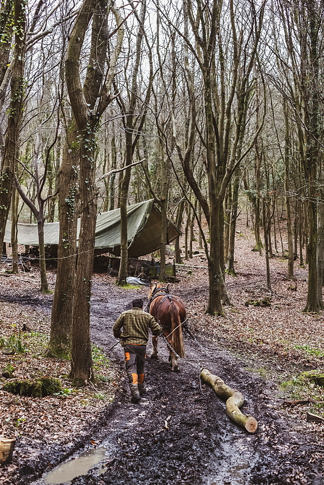 Logger driving work horse pulling a log forest, Devon, United Kingdom