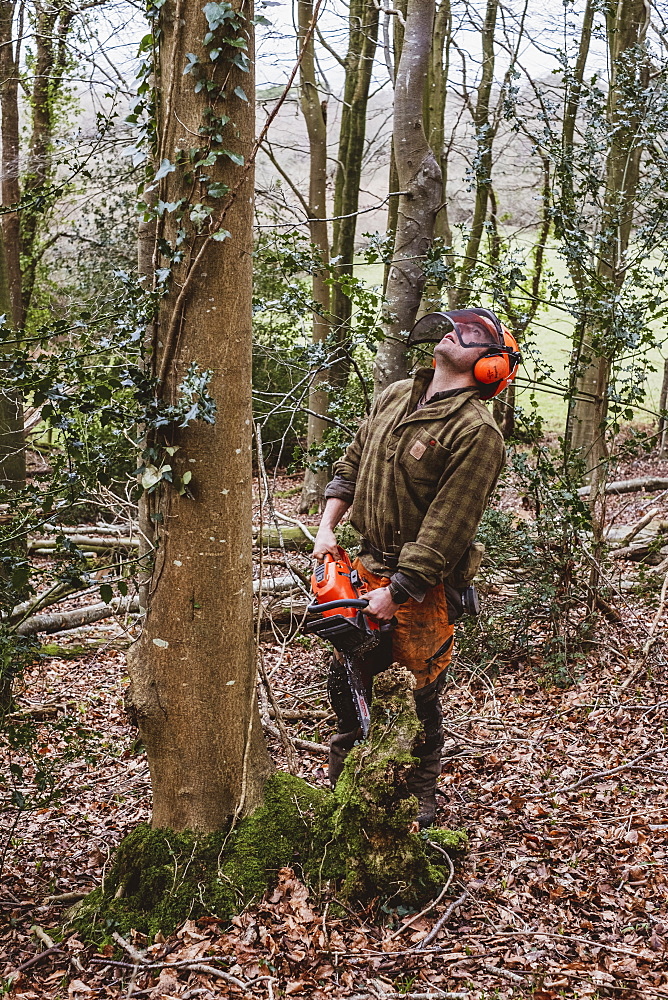 Man wearing safety gear using chainsaw to fell tree in a forest, Devon, United Kingdom