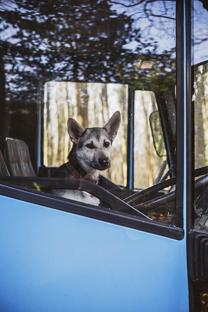 Close up of dog sitting on driver's seat of a blue horse trailer, Devon, United Kingdom