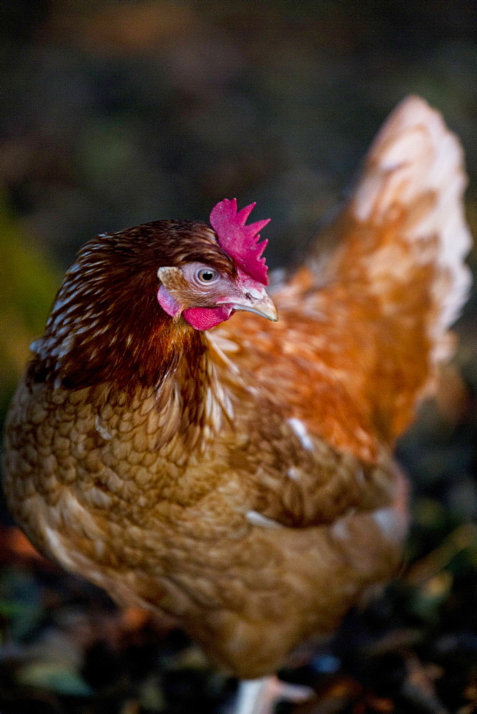 A free range chicken in woodland in early morning light